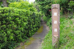 潮避道